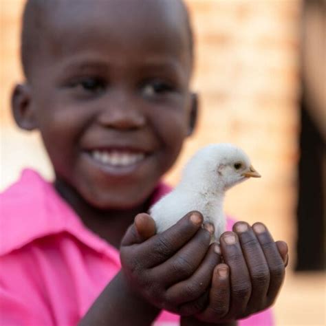 donate a chicken|Give a Chicken • Bright Hope.